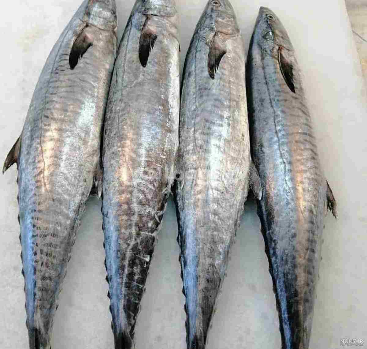 /ماهی شیر اصل تصویر شماره یک